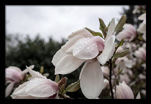 Raindrops On Magnolia Petals