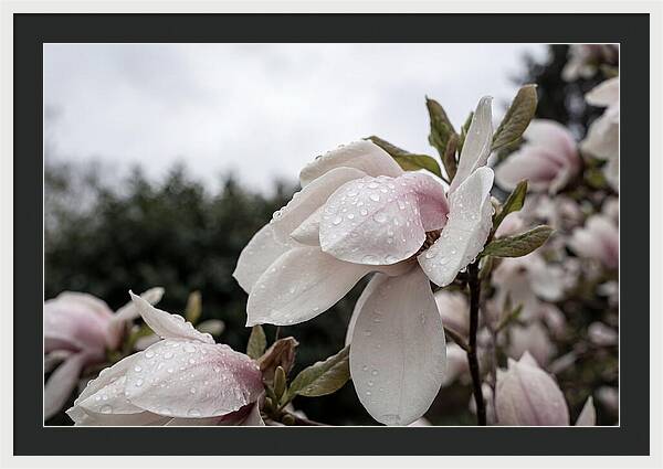 Raindrops On Magnolia Petals