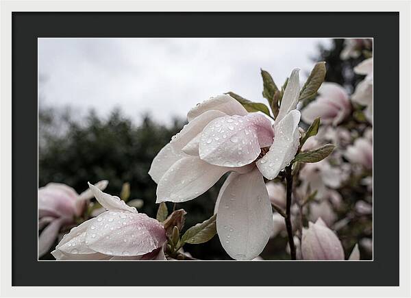 Raindrops On Magnolia Petals