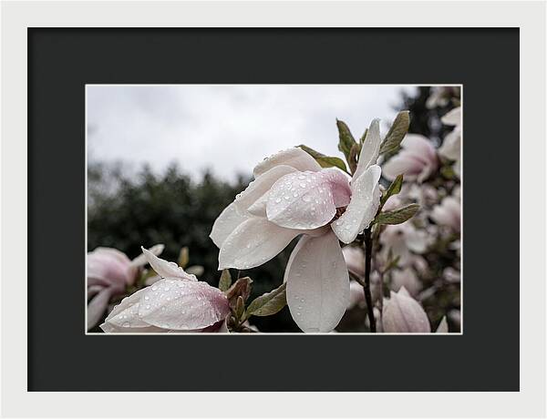 Raindrops On Magnolia Petals