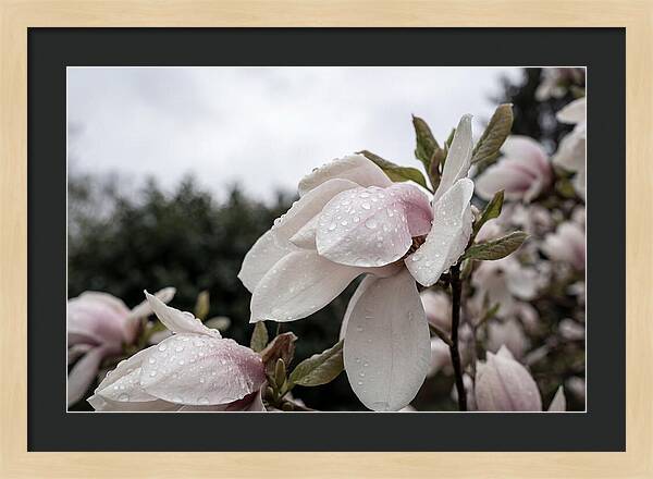 Raindrops On Magnolia Petals
