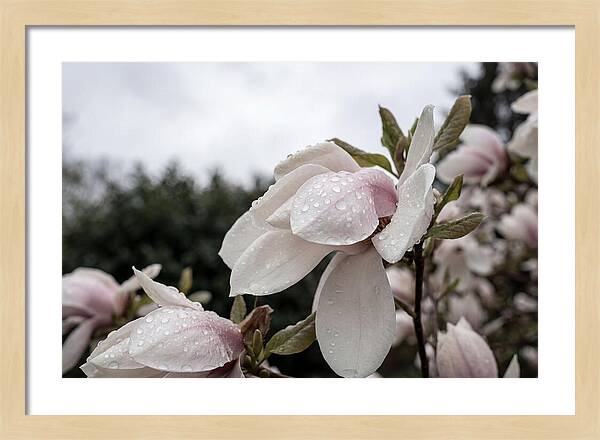 Raindrops On Magnolia Petals