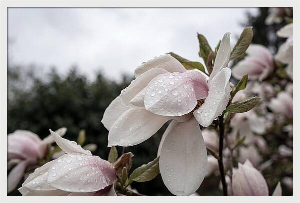 Raindrops On Magnolia Petals