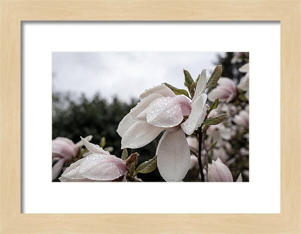 Raindrops On Magnolia Petals