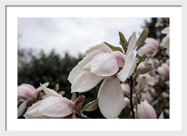 Raindrops On Magnolia Petals