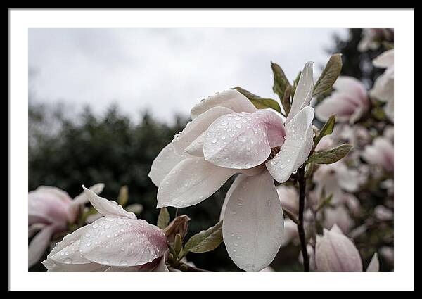 Raindrops On Magnolia Petals