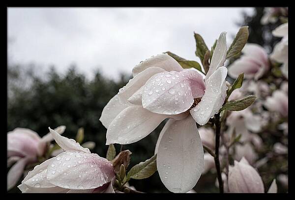 Raindrops On Magnolia Petals