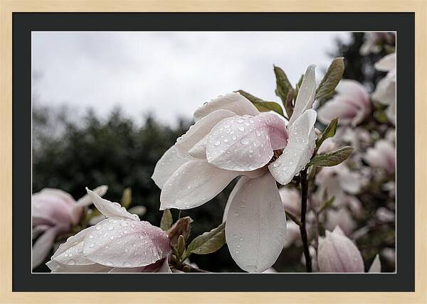 Raindrops On Magnolia Petals