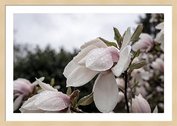 Raindrops On Magnolia Petals