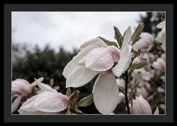 Raindrops On Magnolia Petals