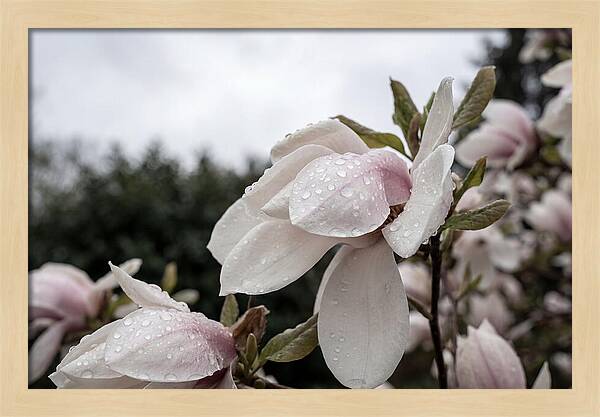 Raindrops On Magnolia Petals