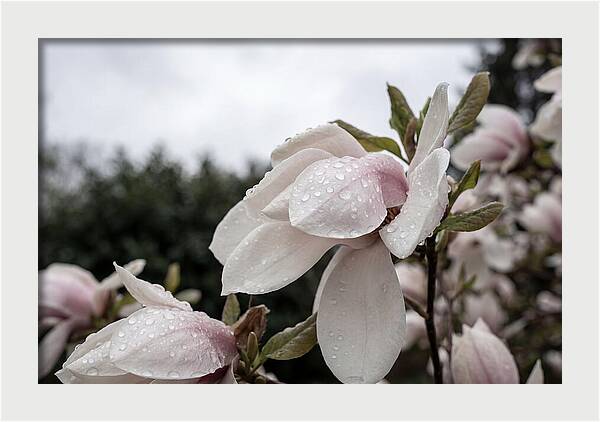 Raindrops On Magnolia Petals