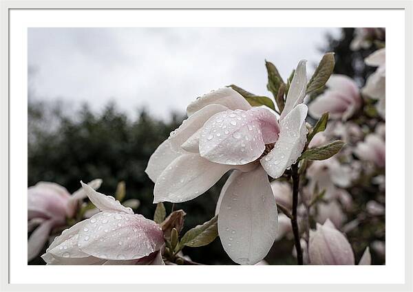 Raindrops On Magnolia Petals
