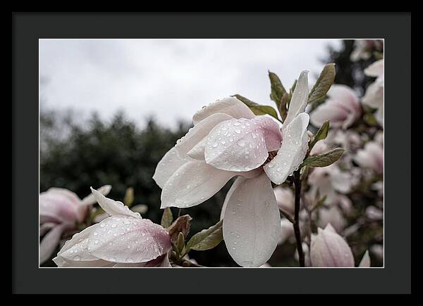 Raindrops On Magnolia Petals