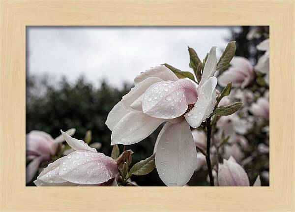 Raindrops On Magnolia Petals