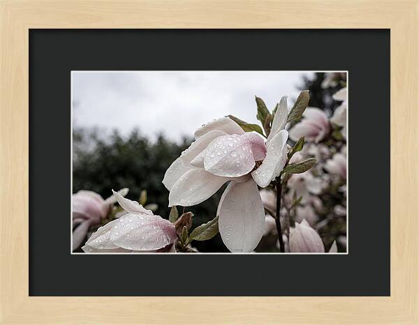 Raindrops On Magnolia Petals