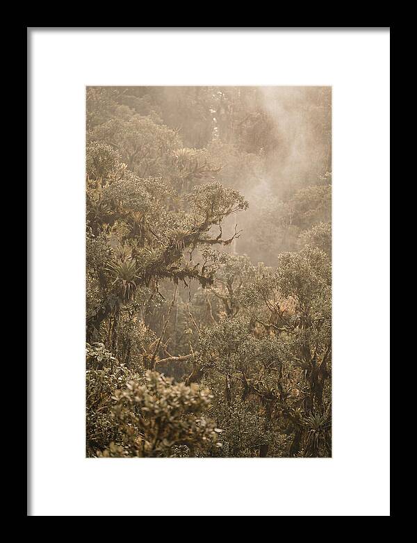 Rainforest Canopy Serenity