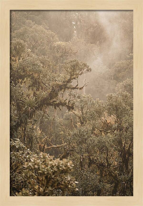 Rainforest Canopy Serenity