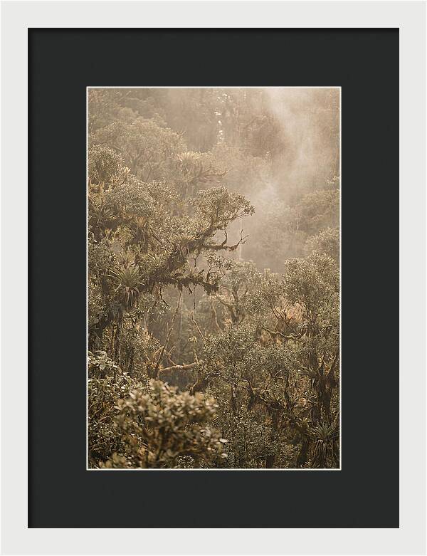 Rainforest Canopy Serenity