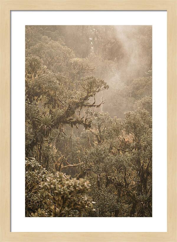 Rainforest Canopy Serenity
