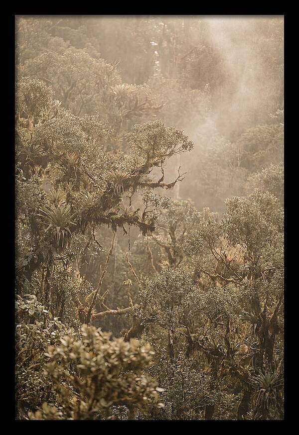 Rainforest Canopy Serenity