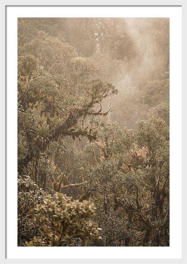 Rainforest Canopy Serenity