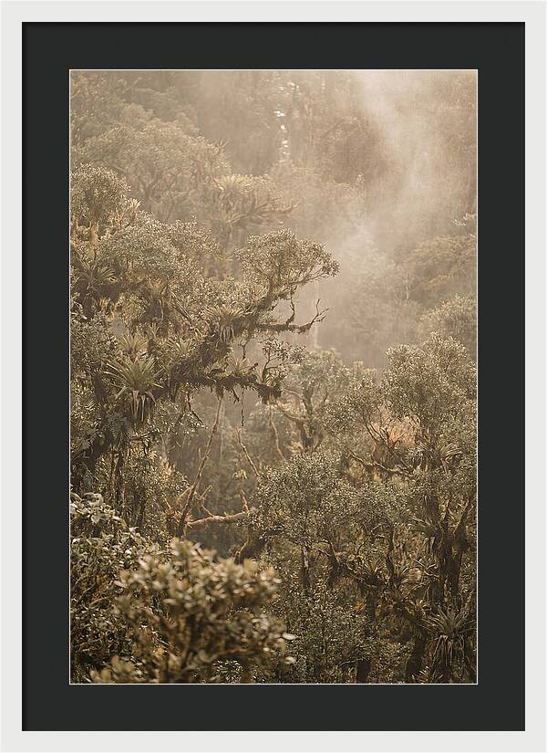 Rainforest Canopy Serenity