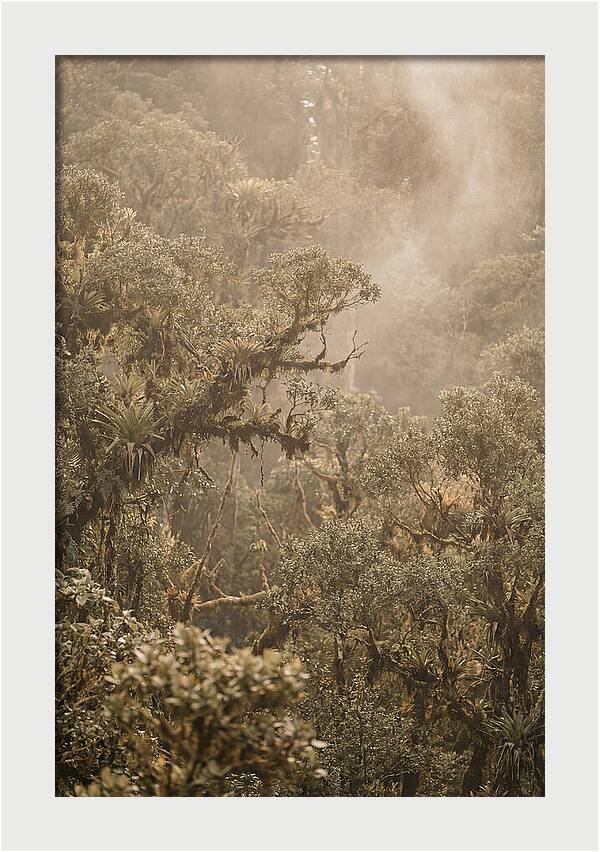 Rainforest Canopy Serenity
