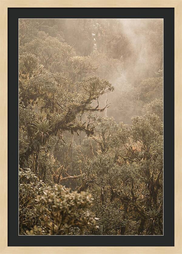 Rainforest Canopy Serenity