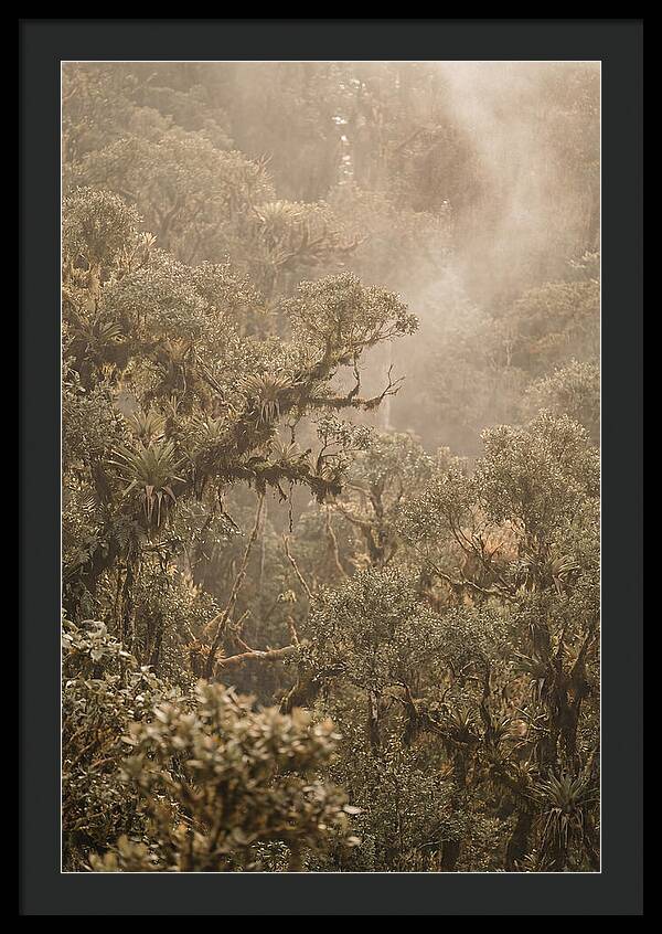 Rainforest Canopy Serenity