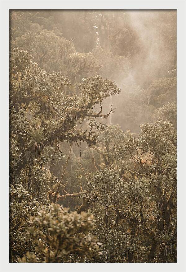 Rainforest Canopy Serenity