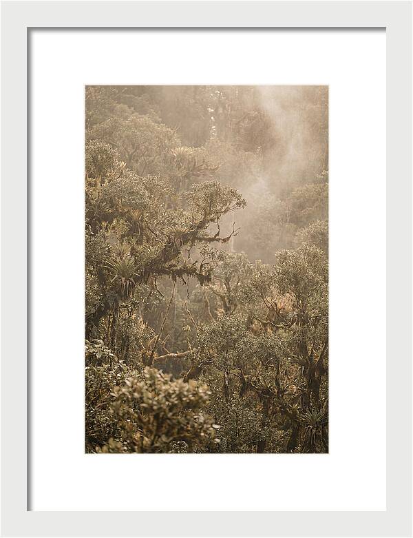Rainforest Canopy Serenity