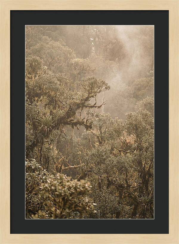 Rainforest Canopy Serenity