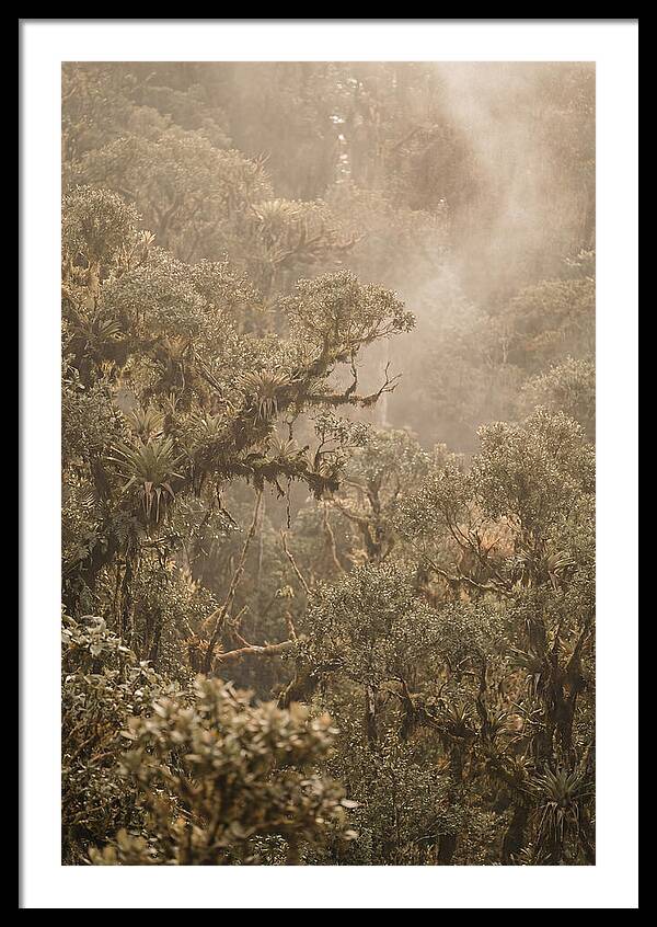 Rainforest Canopy Serenity