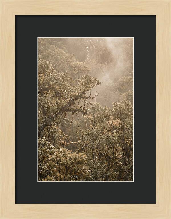 Rainforest Canopy Serenity