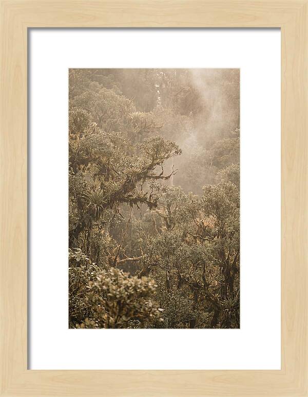 Rainforest Canopy Serenity