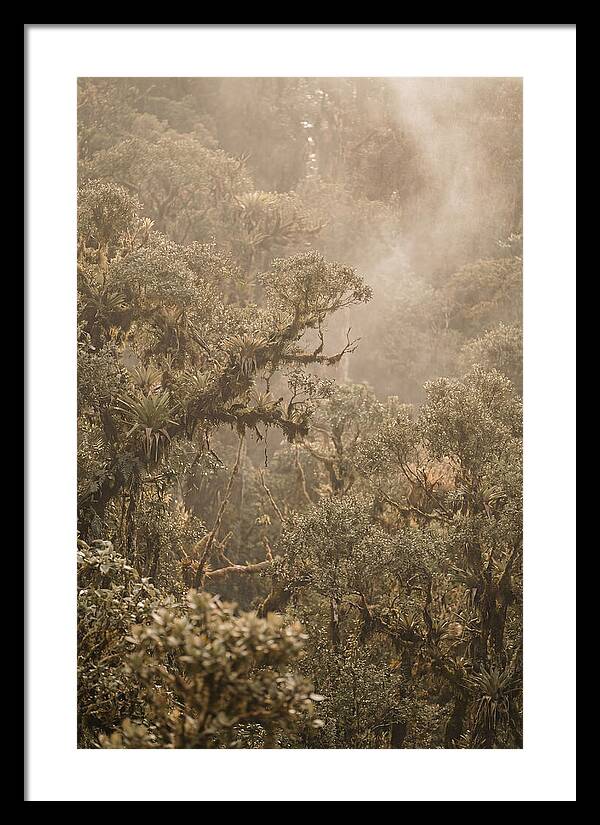 Rainforest Canopy Serenity