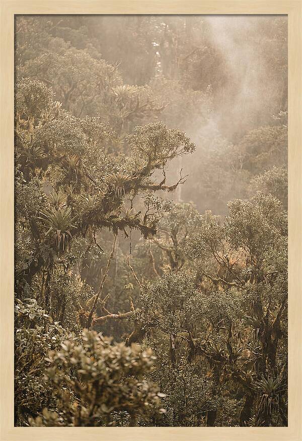 Rainforest Canopy Serenity