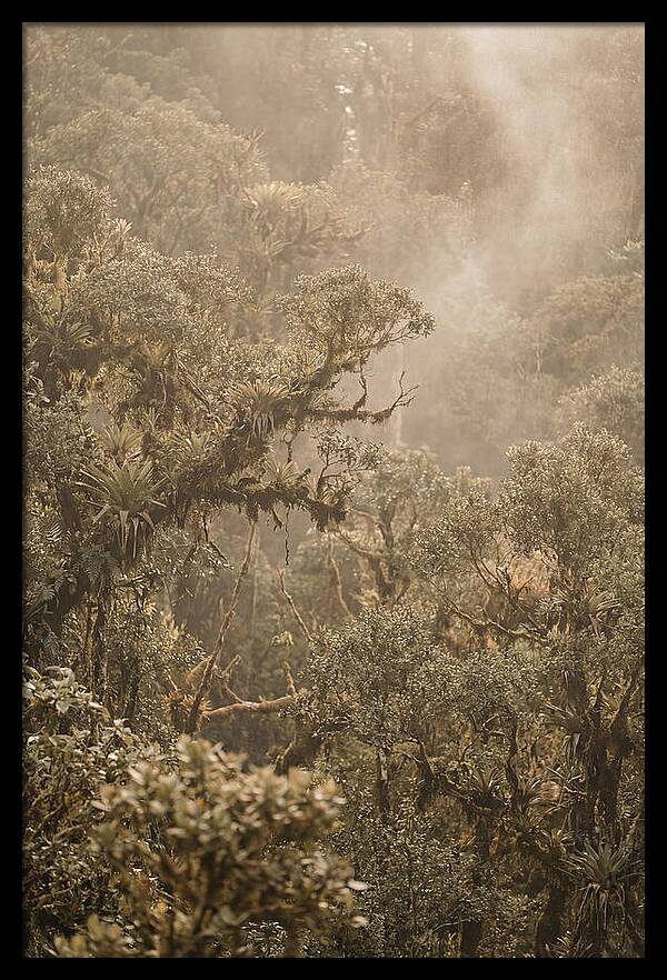 Rainforest Canopy Serenity
