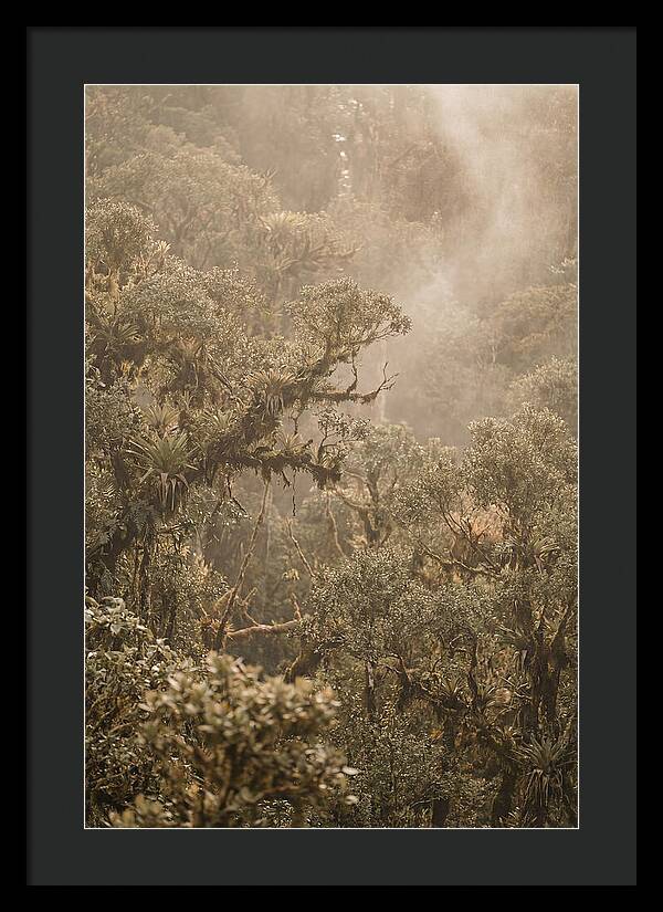 Rainforest Canopy Serenity