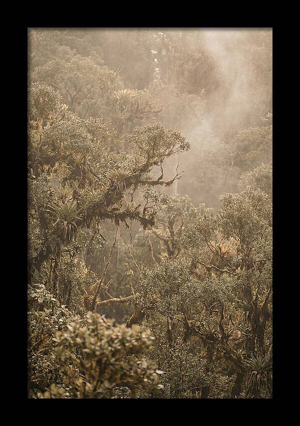Rainforest Canopy Serenity