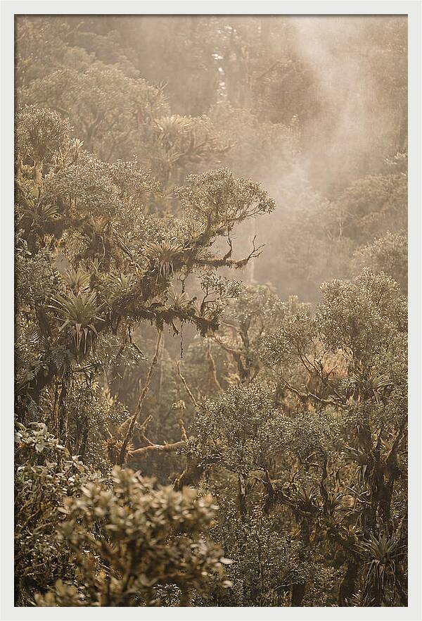 Rainforest Canopy Serenity