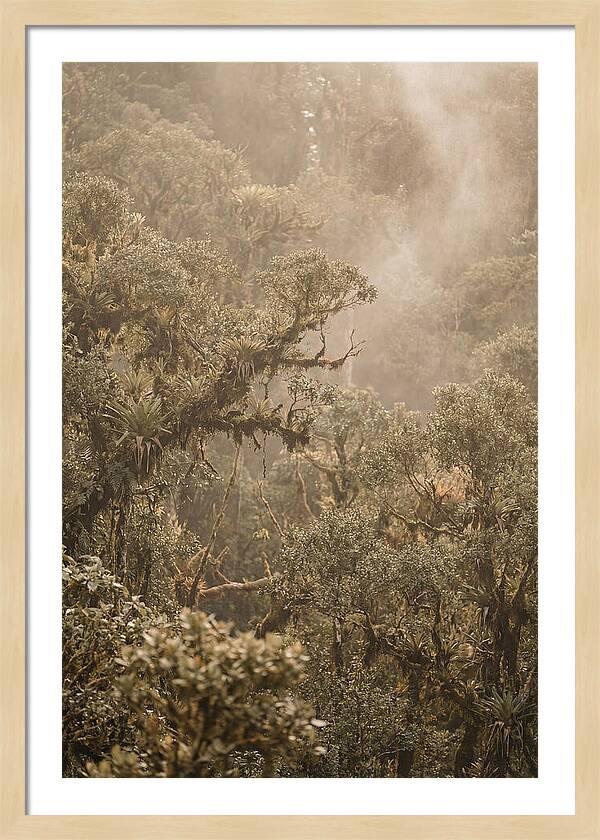 Rainforest Canopy Serenity