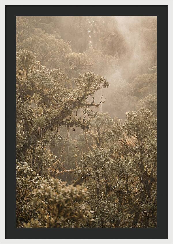 Rainforest Canopy Serenity