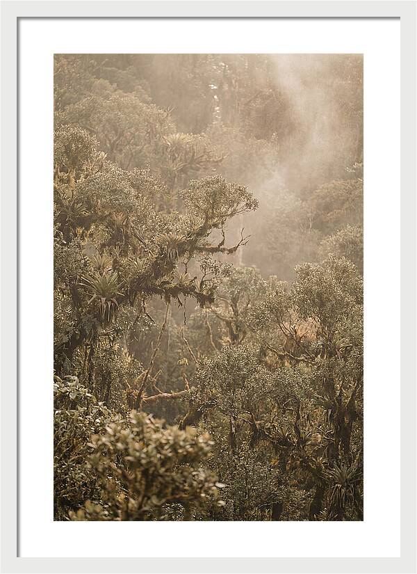 Rainforest Canopy Serenity