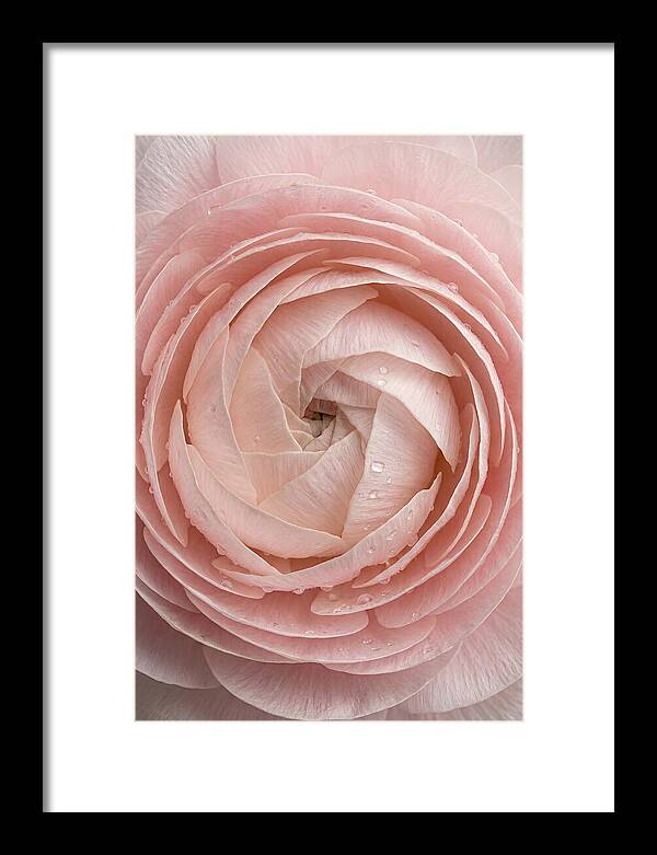 Ranunculus Blossom Elegance