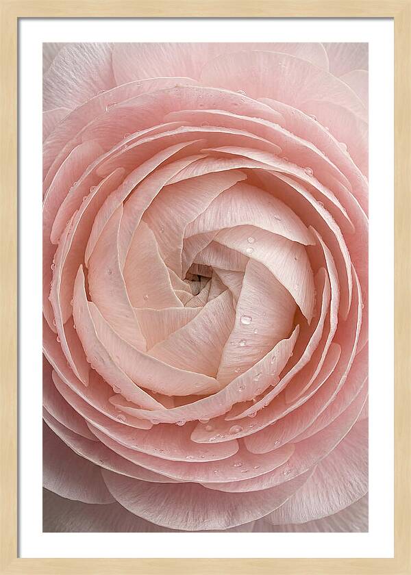 Ranunculus Blossom Elegance