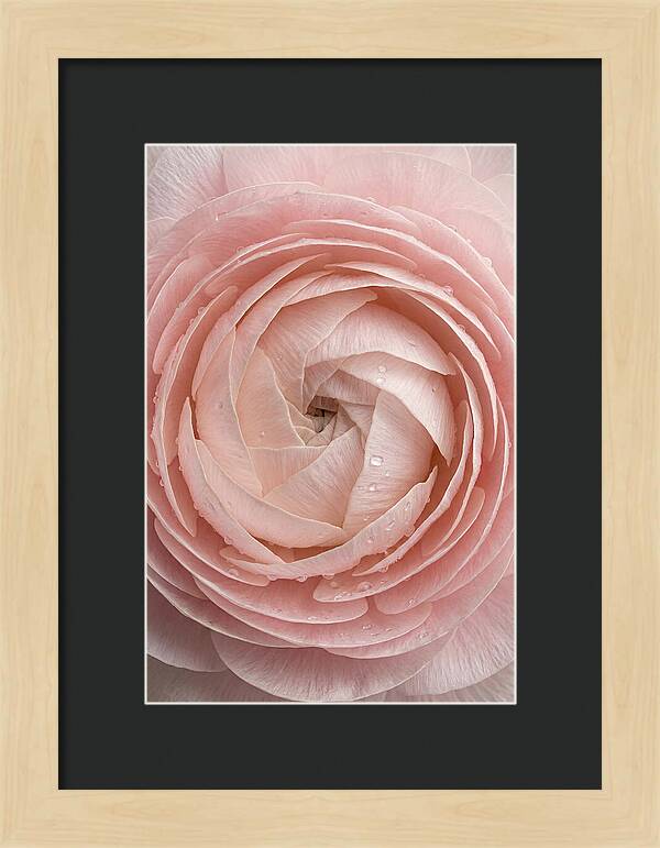 Ranunculus Blossom Elegance
