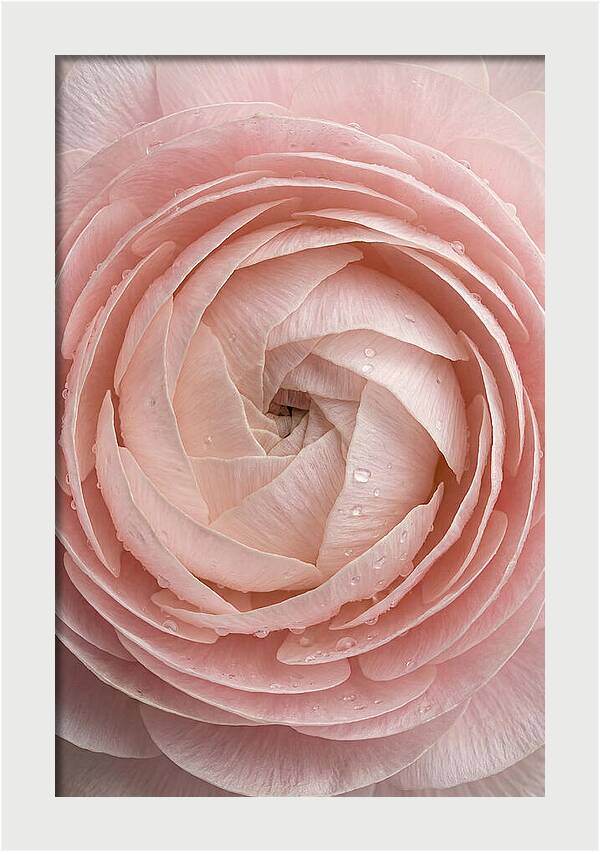 Ranunculus Blossom Elegance