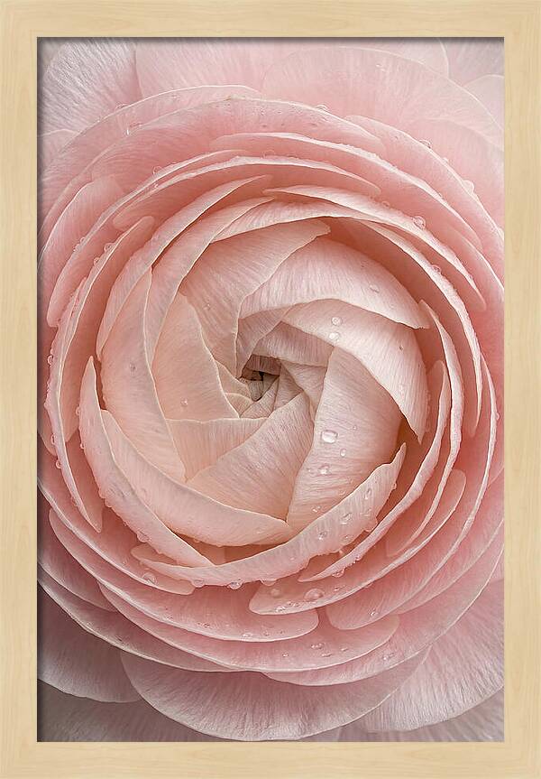 Ranunculus Blossom Elegance